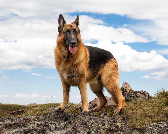 German Shepherd 10 rules